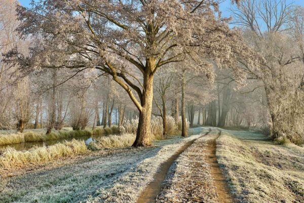 Frostwiesen-Lauf ab Samstag, den 23.01.2021 bis 28.02.2021 zu Hause